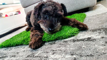 Load image into Gallery viewer, Paradiso Surface (Artificial Grass Mat for Cats and Dogs)
