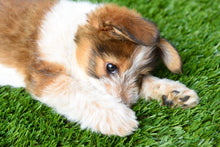 Load image into Gallery viewer, Paradiso Surface (Artificial Grass Mat for Cats and Dogs)
